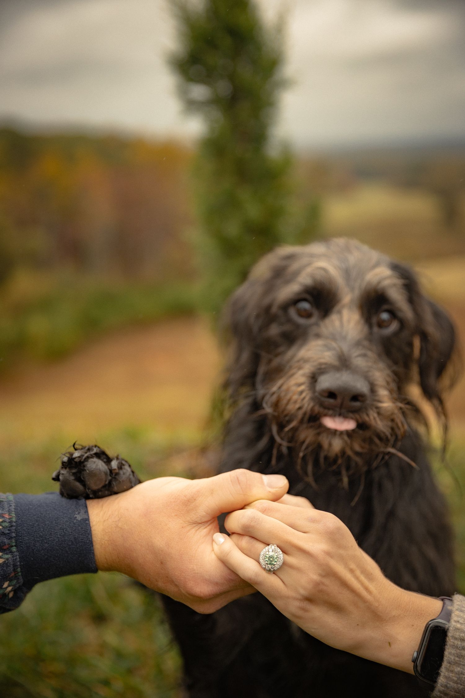 A black shaggy dog performs the 'shake hands' trick with its owner in a series of four sequential photos.