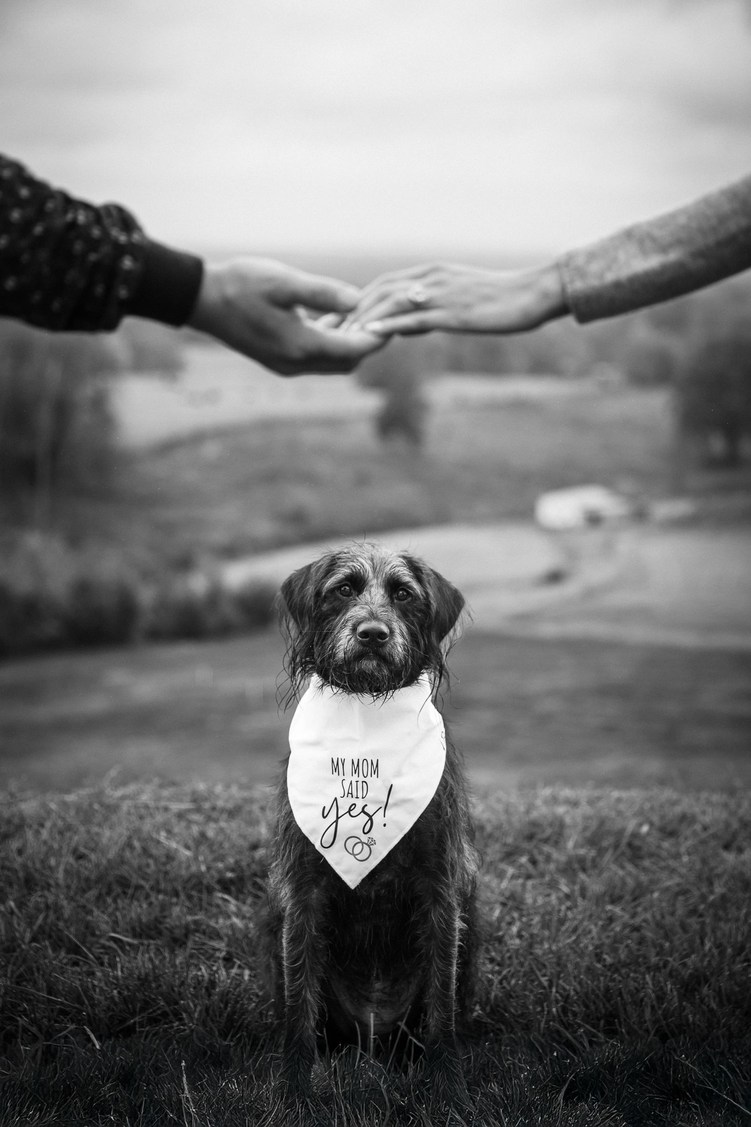 Black and white photo series of a dog wearing a bandana in a grassy field with mountains in the background.