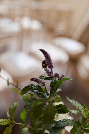 Close-up of a purple flower with a bumblebee collecting nectar against a soft blurred background.