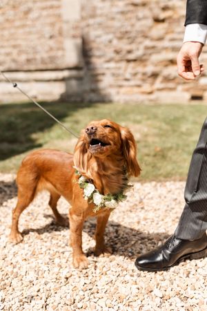 Brown cocker spaniel puppy wearing white flowers walks on gravel path next to formal dress shoes.
