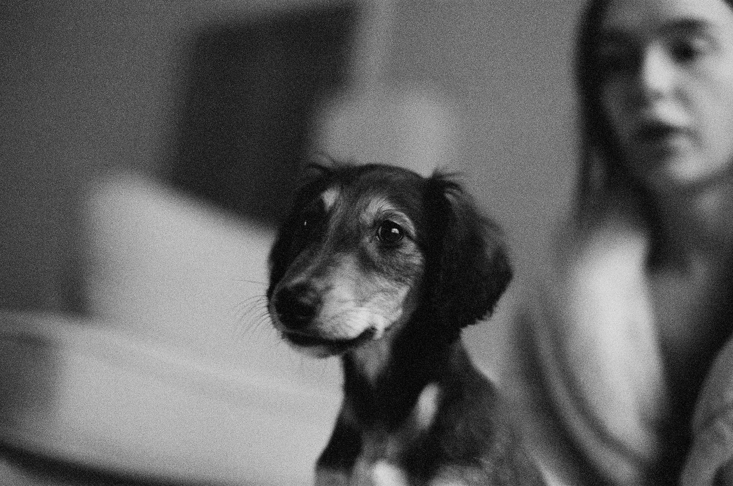 A series of black and white photographs showing a dog's different facial expressions and poses.
