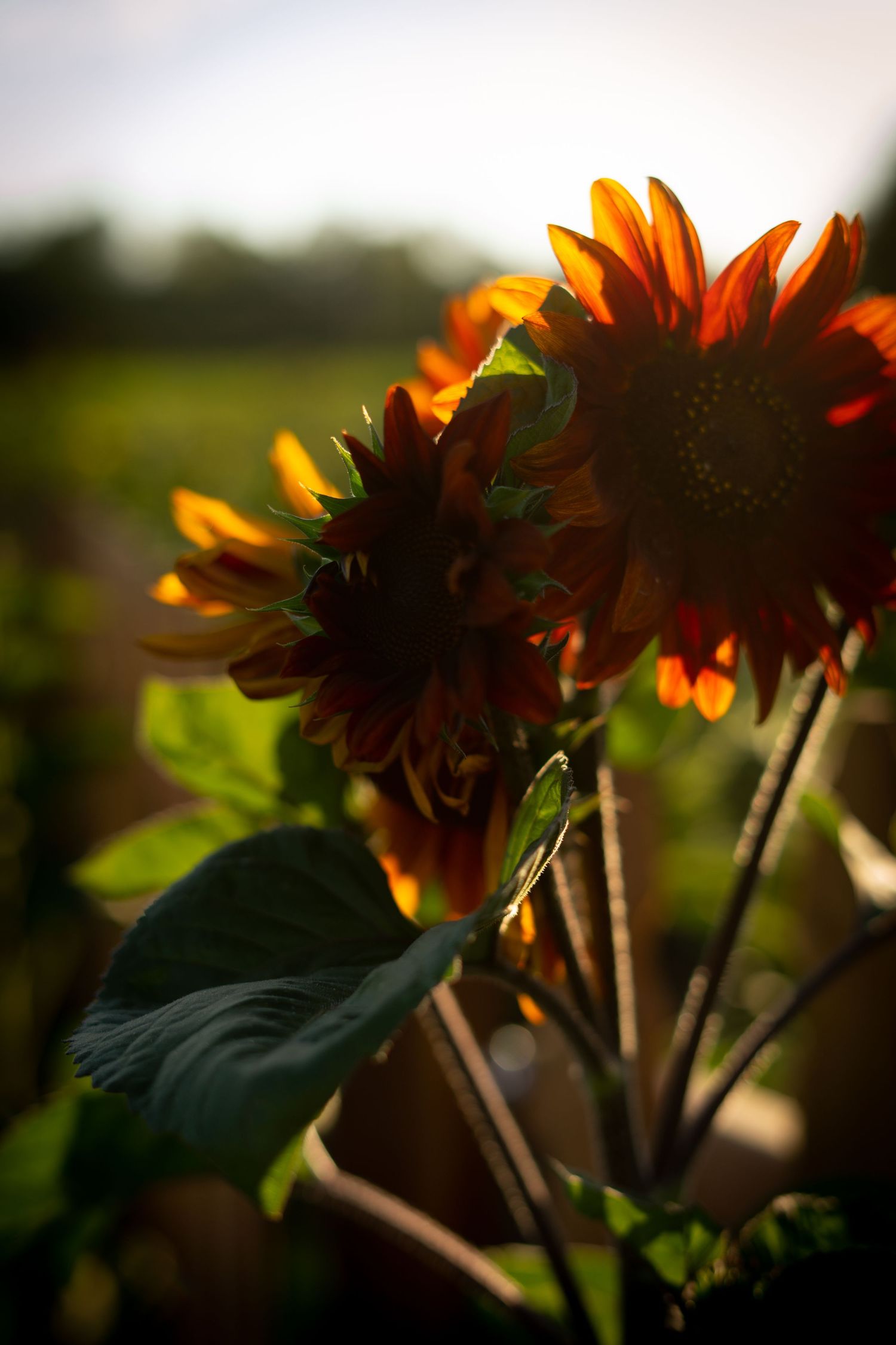 Orange sunflowers silhouetted against bright sunlight with dark green leaves.