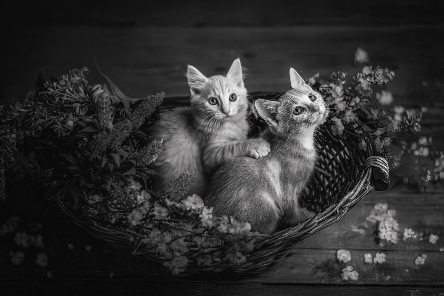Photographie artistique Animaux au studio à Jonzac
Photographe Portraitiste de France en Charente-Maritime