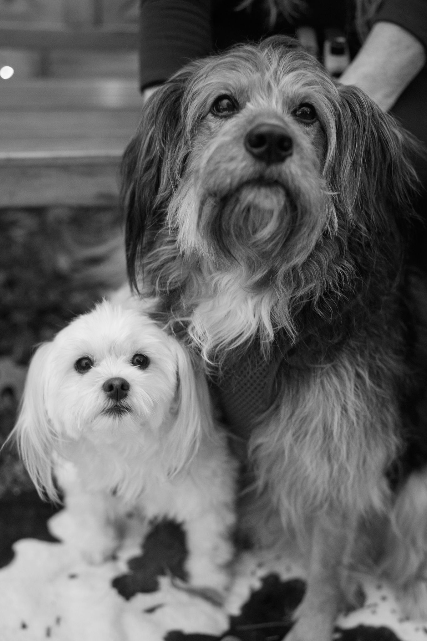 Two small dogs, one white and one gray, sitting close together in a black and white portrait.