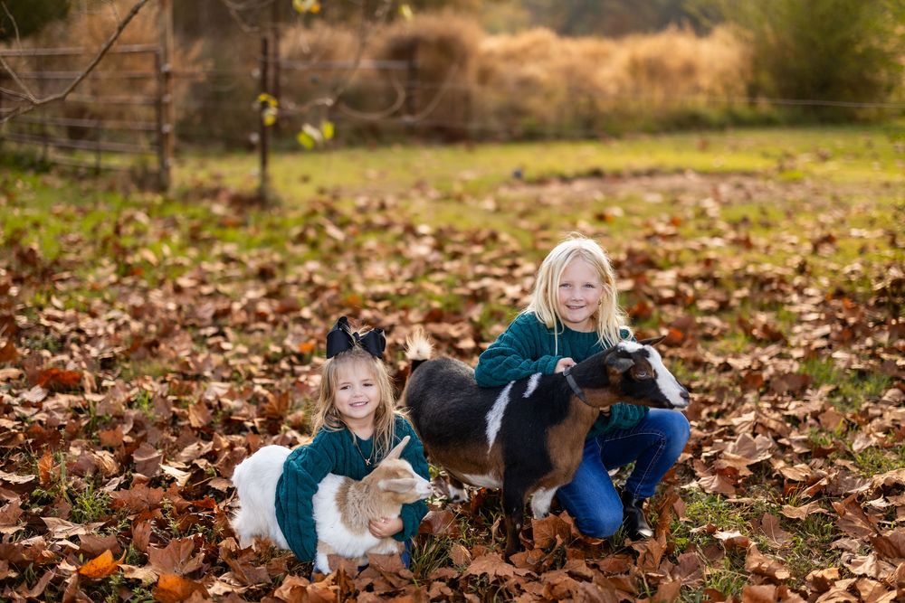 A heartwarming autumn scene with goats playing in fallen leaves.