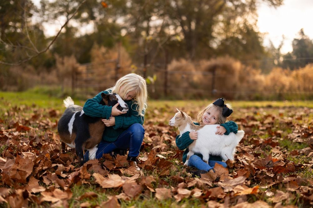 A peaceful autumn scene with goats resting among scattered leaves.