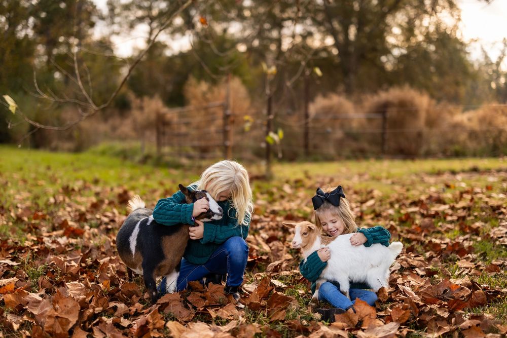 A serene autumn afternoon spent with goats among fallen leaves.
