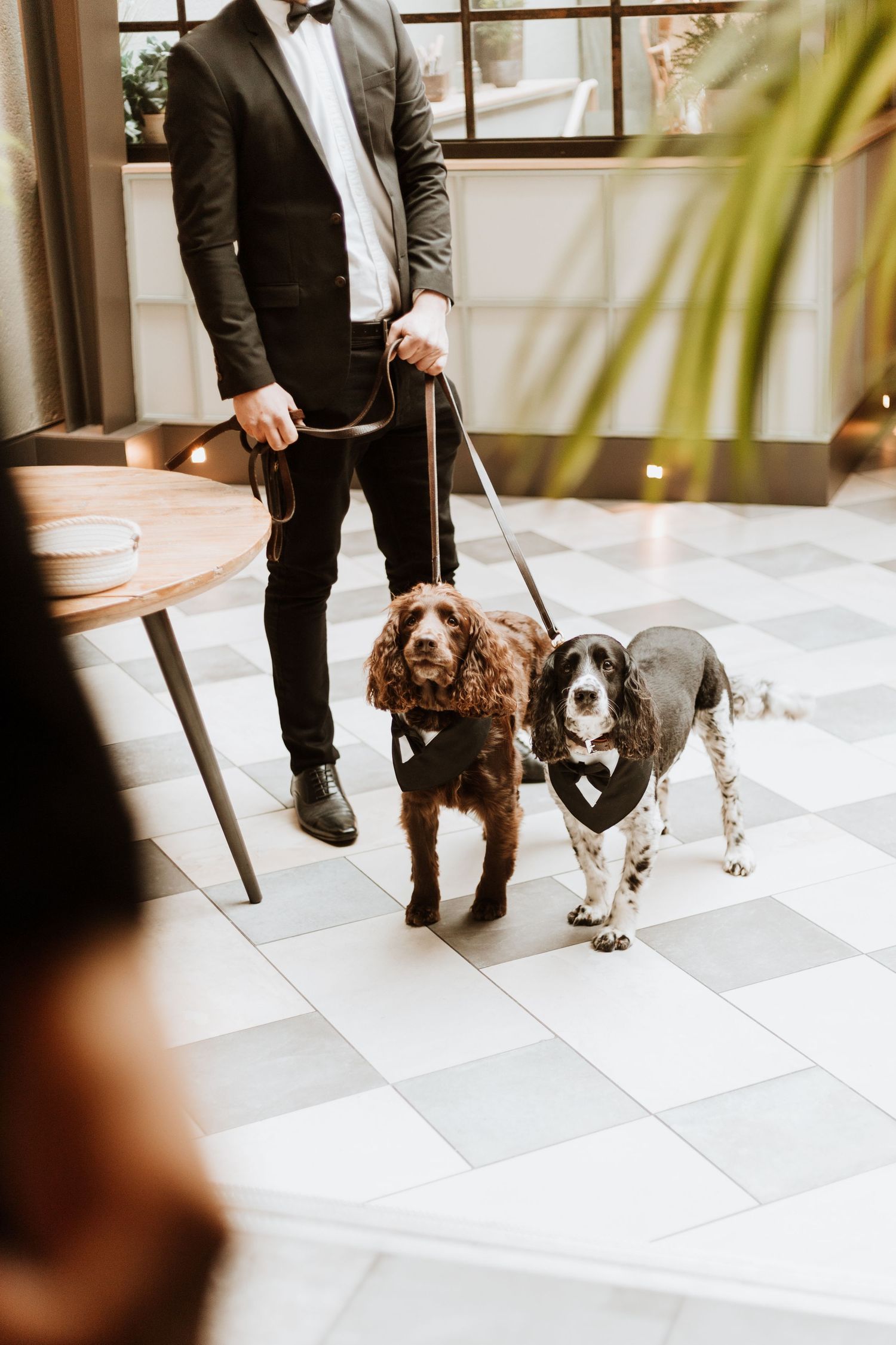Someone in formal black tuxedo walking two dogs, a brown and black Springer Spaniel, on checkered floor.