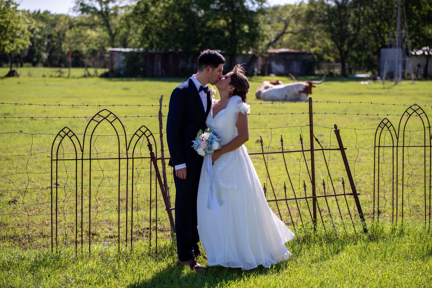 Wedding couple posing in grassy field with Texas longhorns.