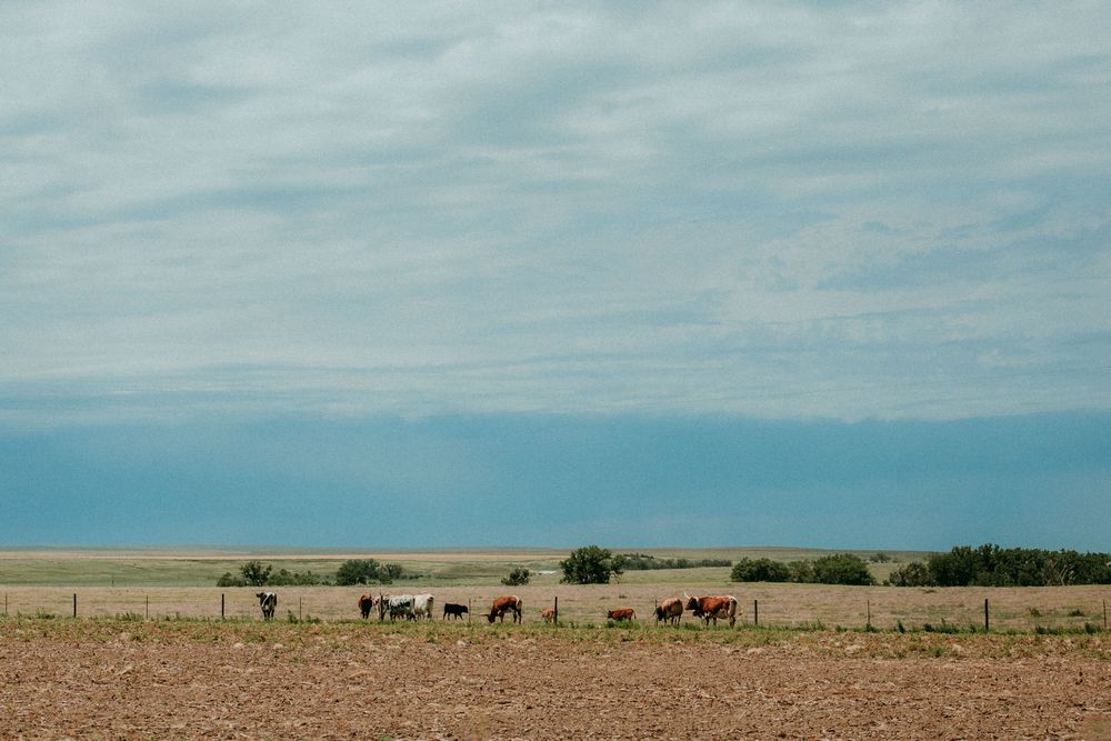 A herd of cattle grazes on the horizon of a vast prairie field under cloudy skies.
