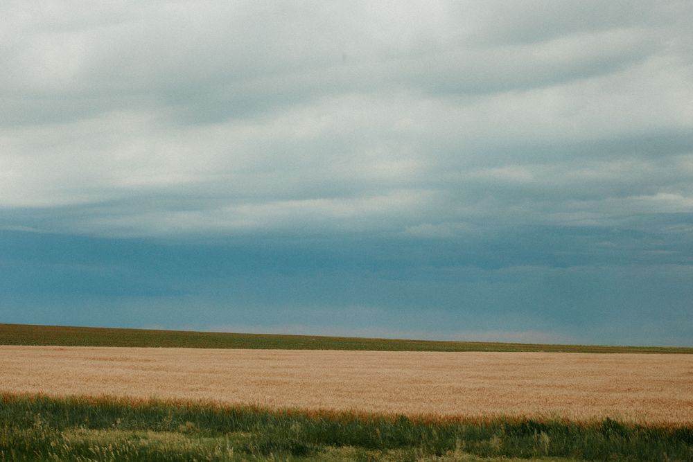 Endless golden wheat field stretches to the horizon under dramatic cloudy skies in rural farmland.