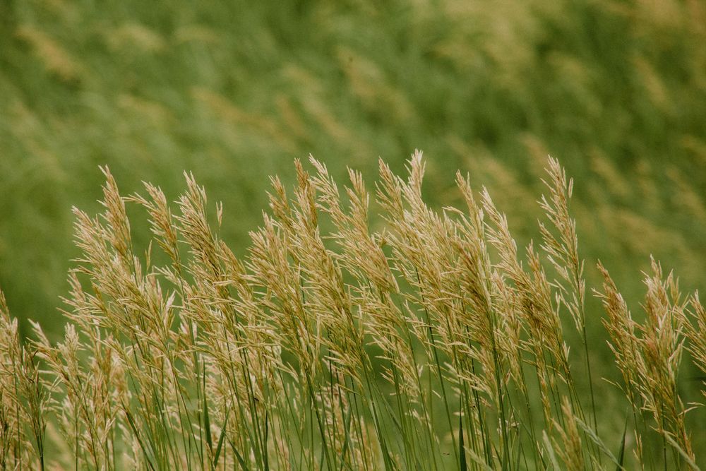 Golden wheat grass blowing in the wind against a soft green background on a summer day.