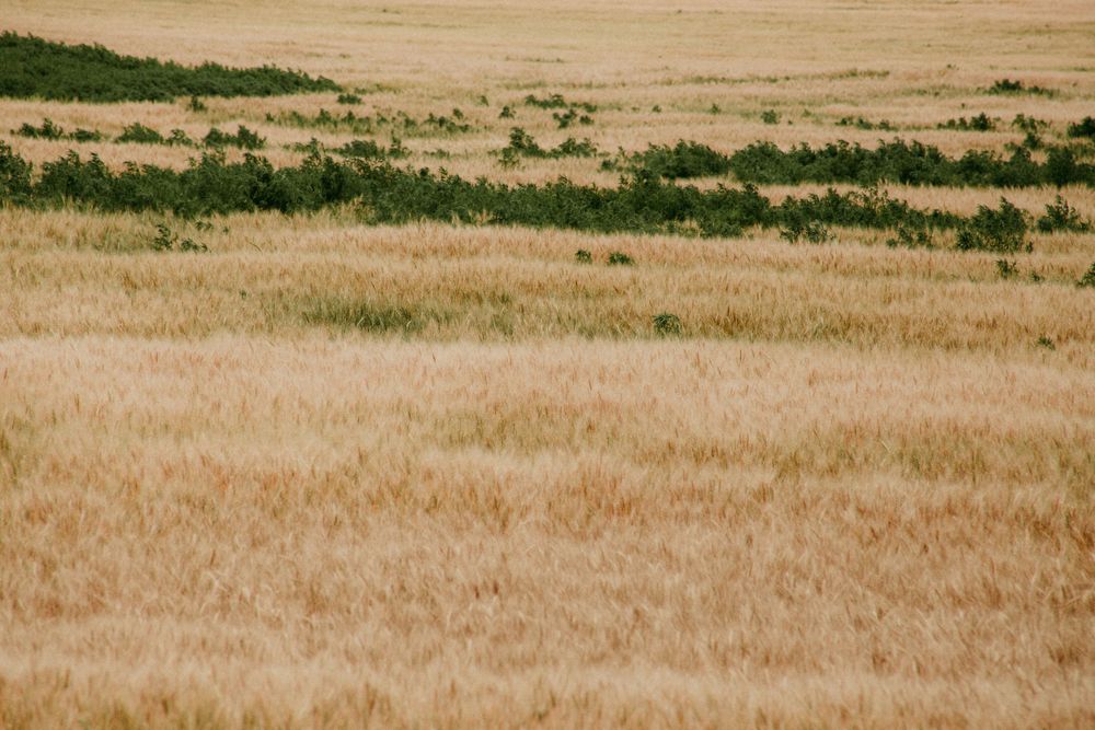 Rolling fields of golden wheat stretch across a dry agricultural landscape under bright sunlight.