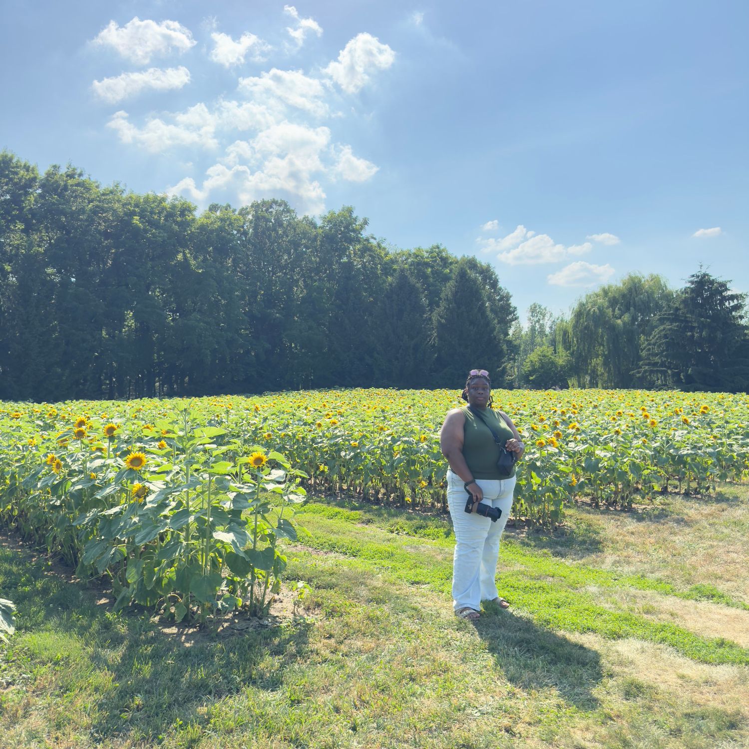 Vibrant yellow sunflowers bloom in a lush garden with tall evergreen trees in the background.