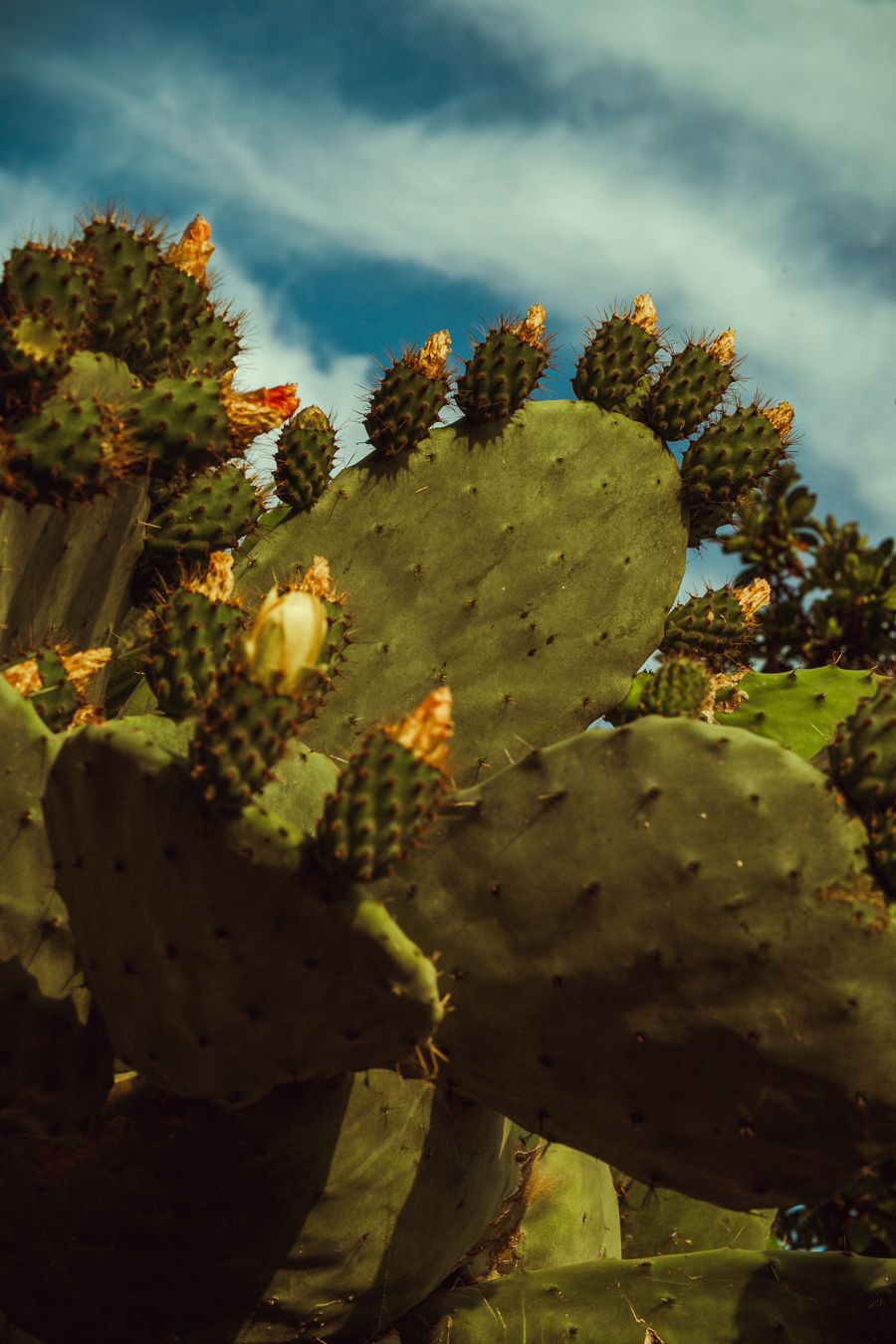 Close-up of prickly pear cactus paddles with bright orange-yellow fruit growing on top against blue sky.