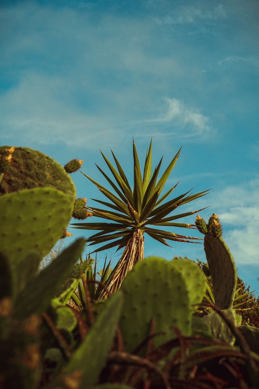 Prickly pear cactus and yucca plants growing together under a bright blue desert sky.