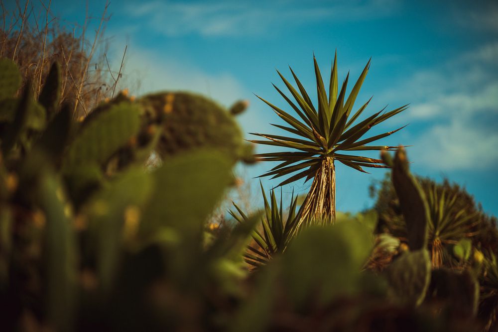 Silhouetted yucca plants against a vibrant turquoise sky create a dramatic desert landscape composition.