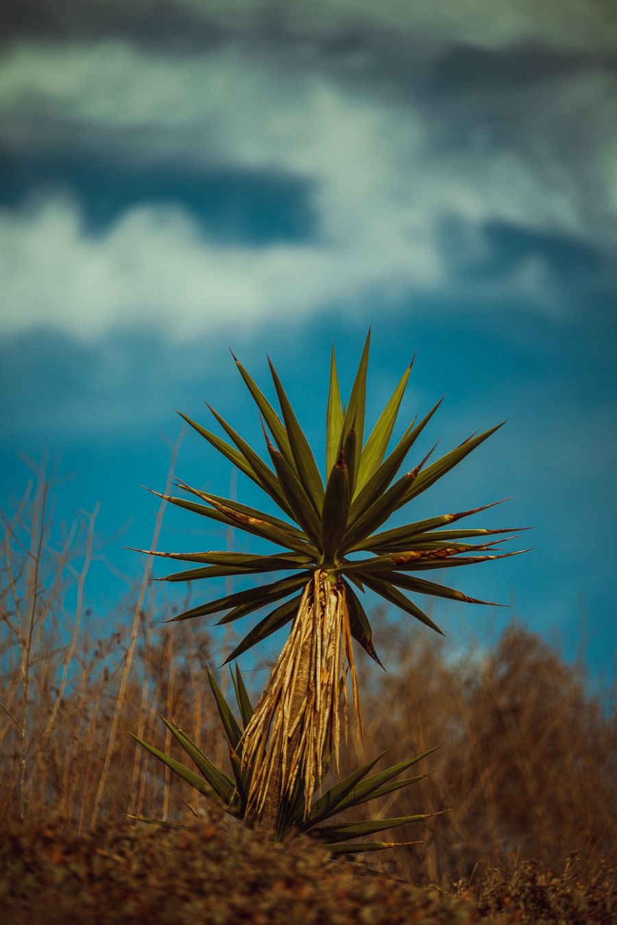Spiky yucca plant stands tall against a moody blue sky with dried brush in the foreground.
