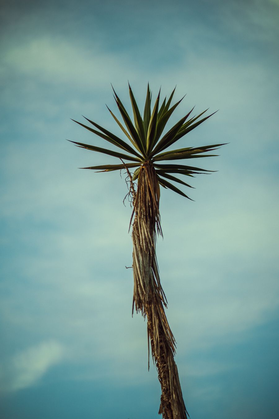 A lone palm tree with spiky fronds stands tall against a cloudy turquoise sky in a minimalist composition.