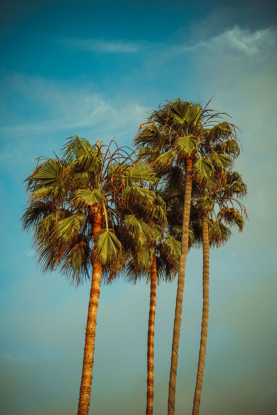 Row of tall palm trees with feathery fronds silhouetted against a bright turquoise sky.