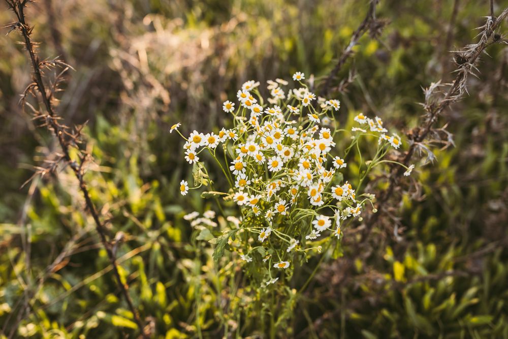 A close-up view of green thyme sprigs with small leaves growing in a garden or herb patch.
