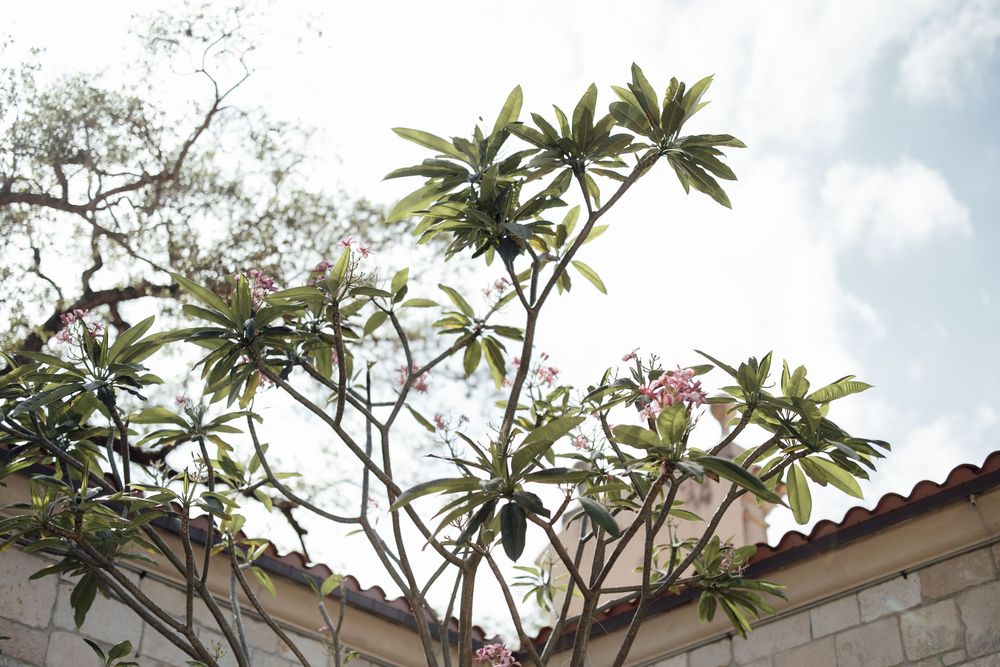 Tropical plumeria trees with pink flowers against a bright blue sky.