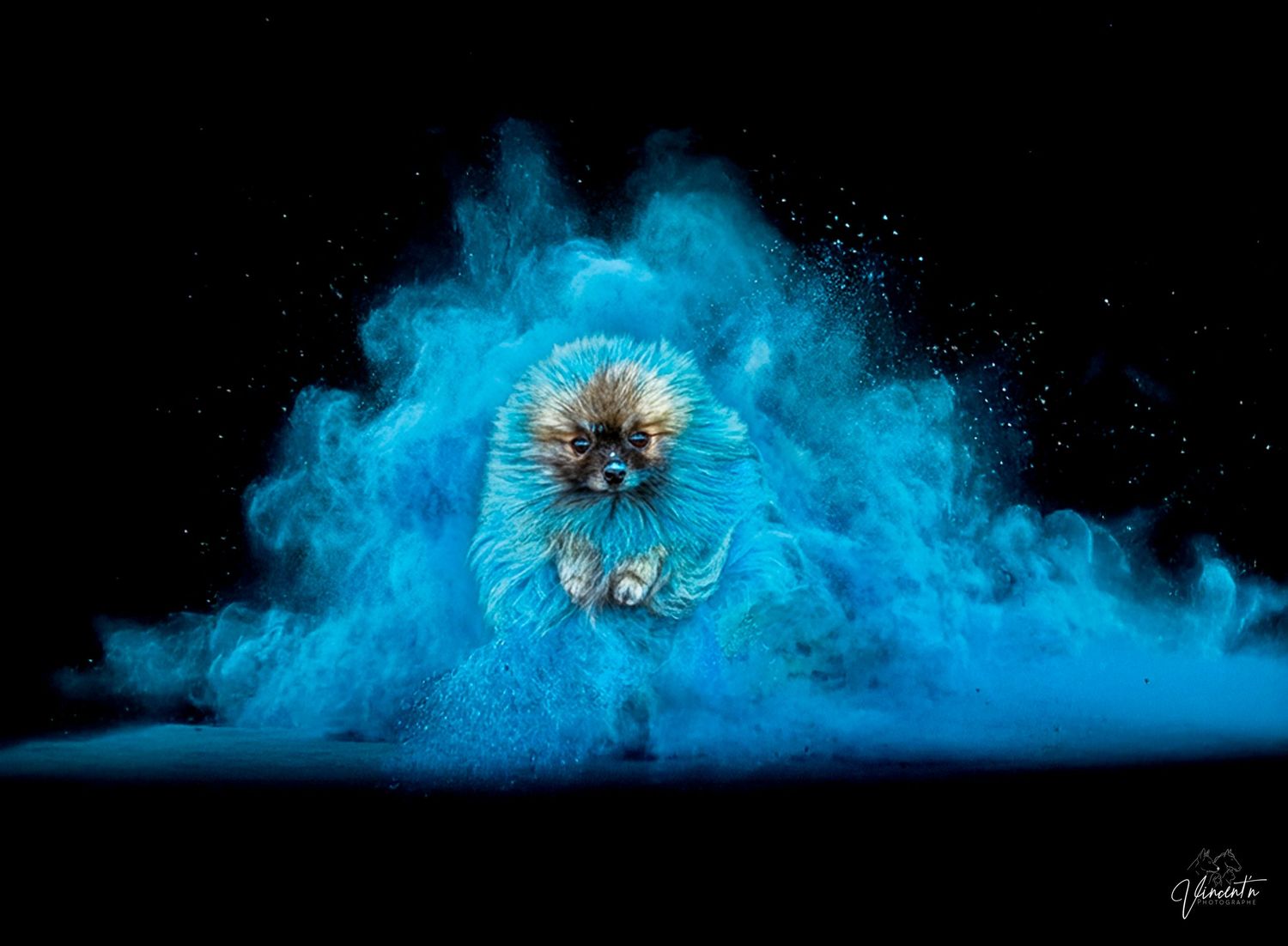 Dog with fluffy fur surrounded by colorful purple and blue powder explosion effect.