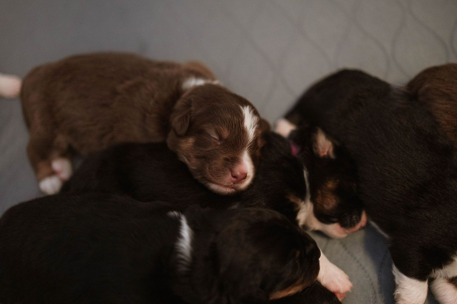Cluster of newborn brown puppies huddled together in dim lighting.
