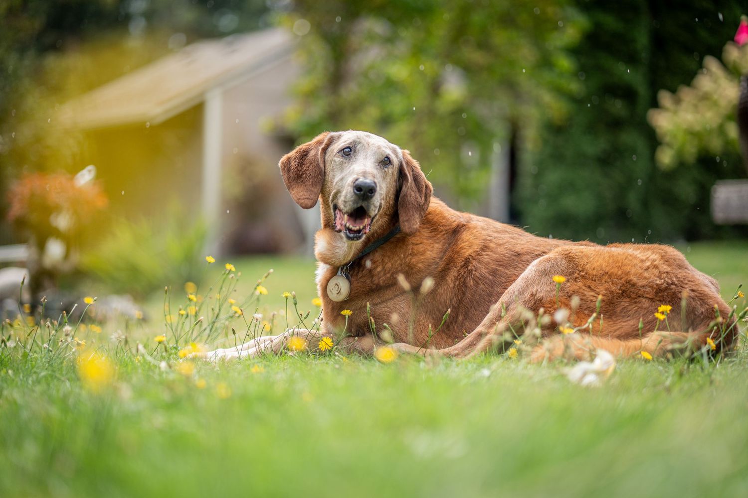 Close-up of dog paws on grass wearing a bright pink collar in sunlight.