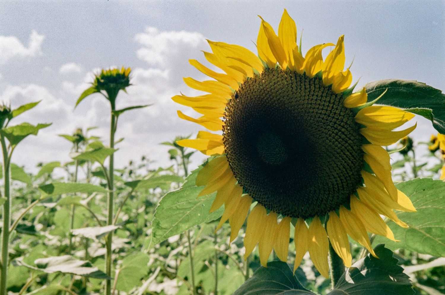 Close-up of large sunflower head with dark center against blue summer sky.