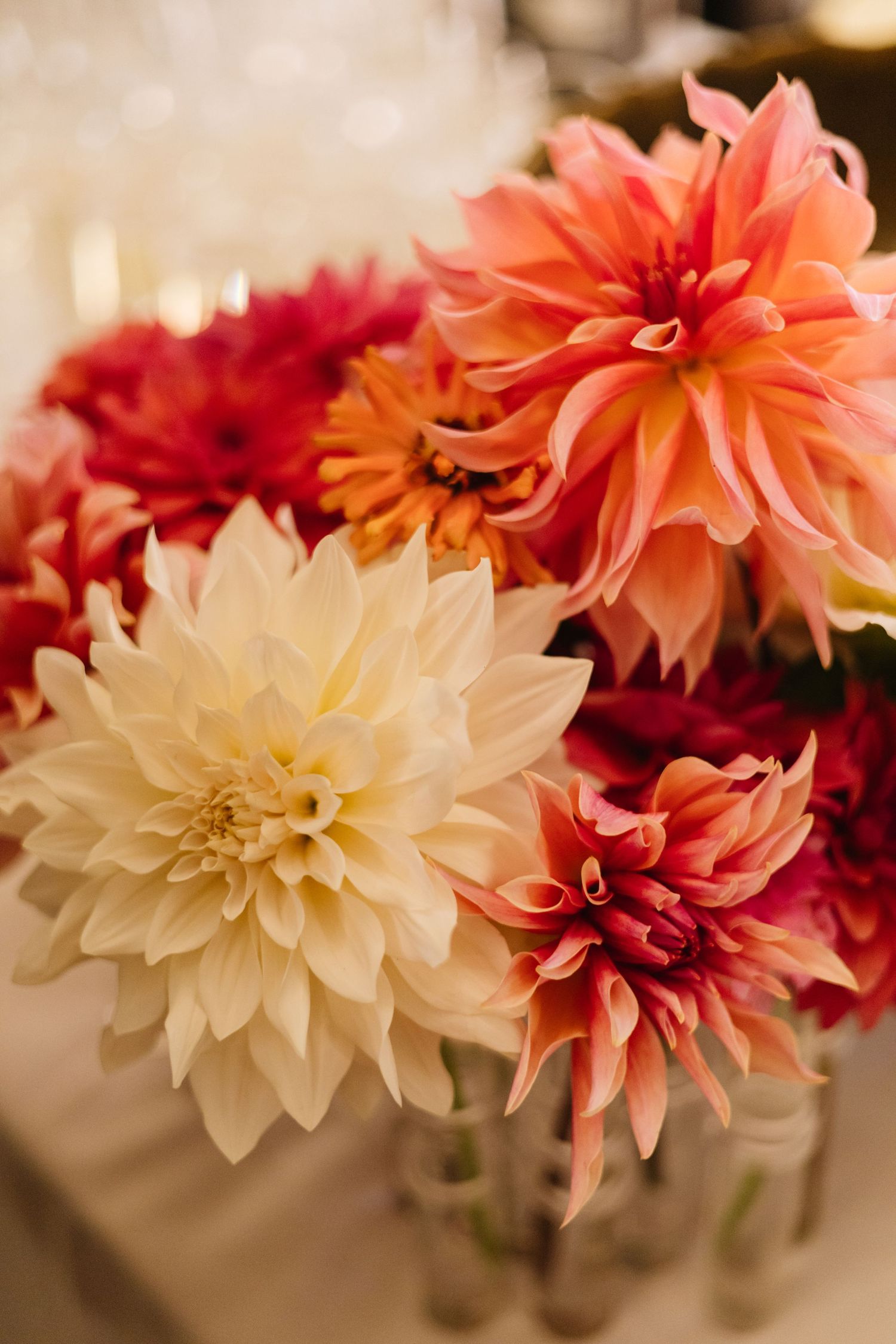 Beautiful arrangement of coral, red and white dahlia flowers in soft focus with warm lighting.