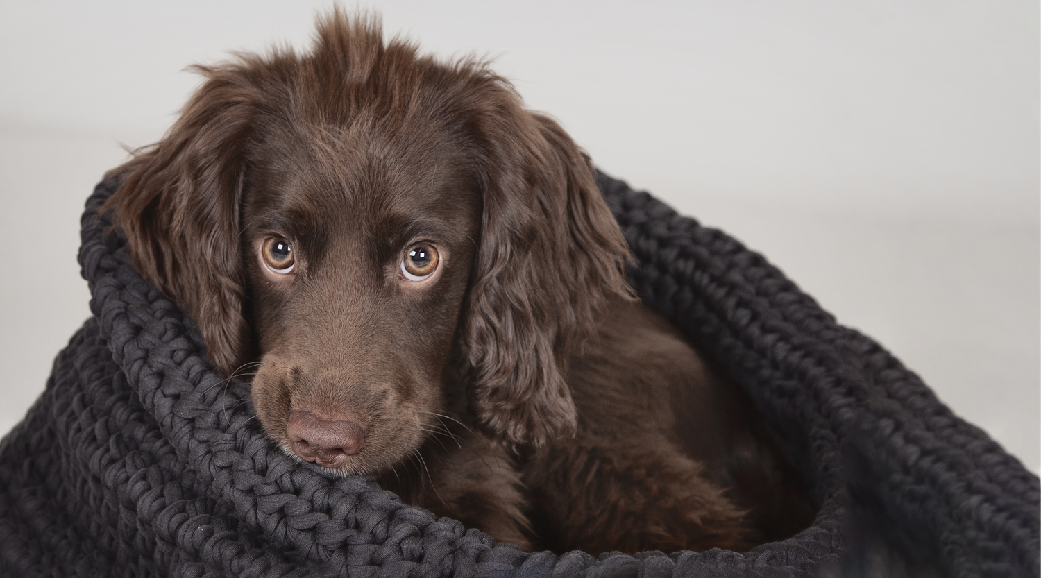 puppy photo session studio Barnsley