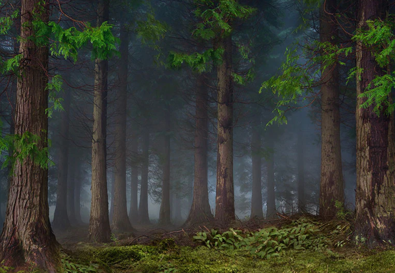 Misty forest scene with tall pine trees and mossy ground in ethereal morning fog.