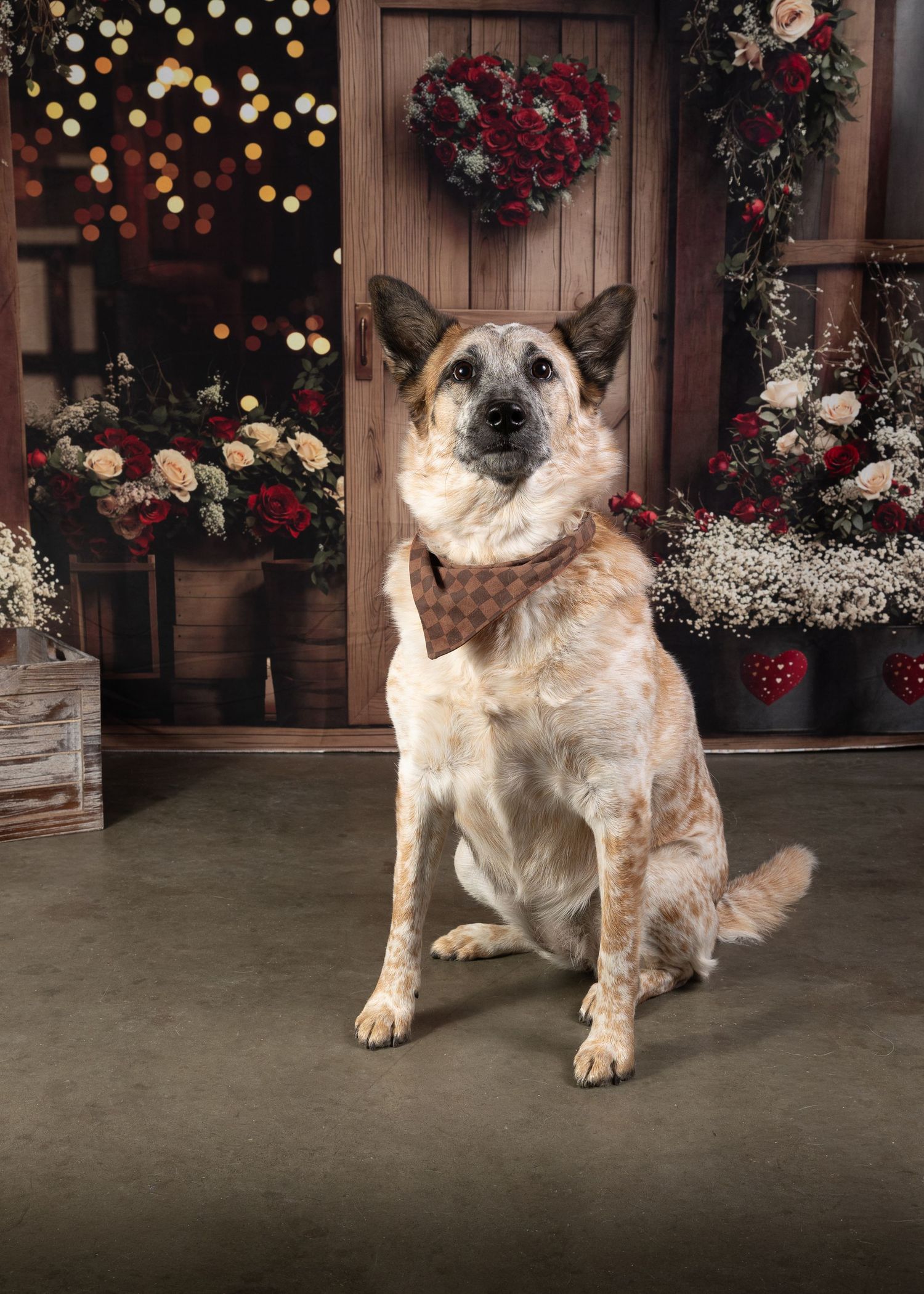 A sequence of photos showing an aging German Shepherd dog against a backdrop of red flowers and holiday decorations.