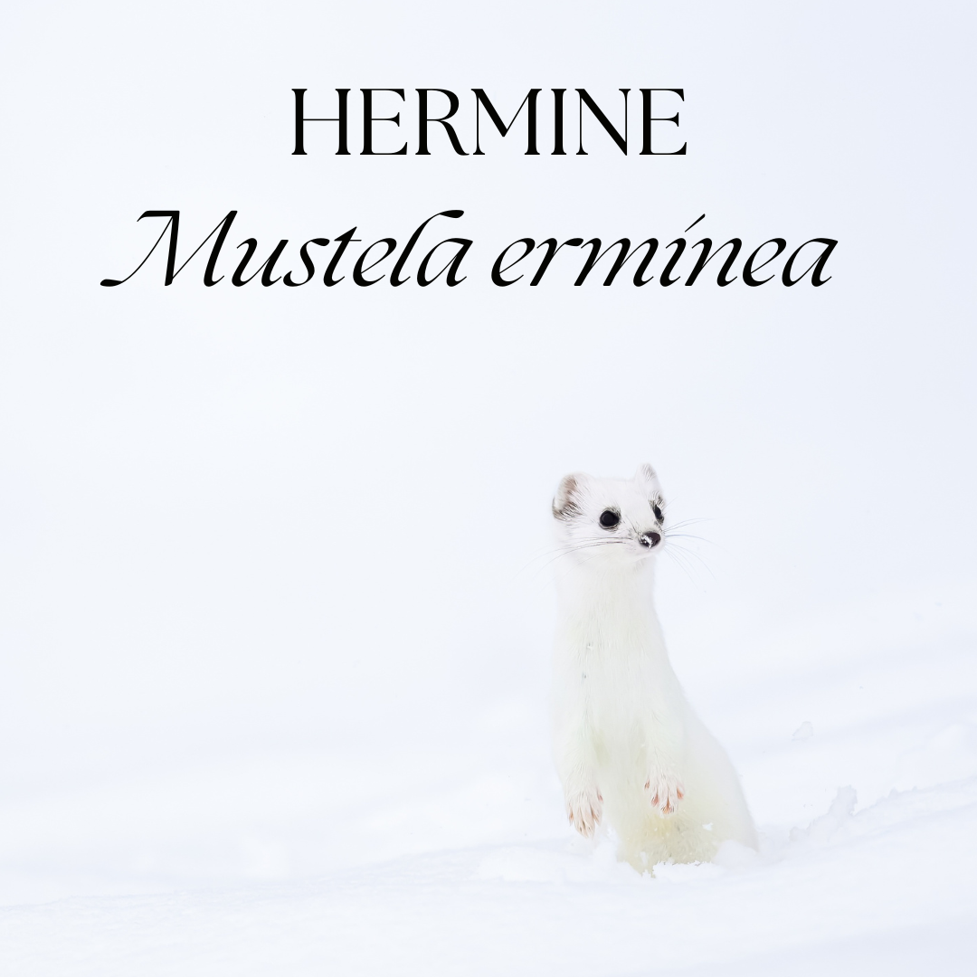 A white ermine (Mustela erminea) sits alert in snowy surroundings with text showing its scientific name above.