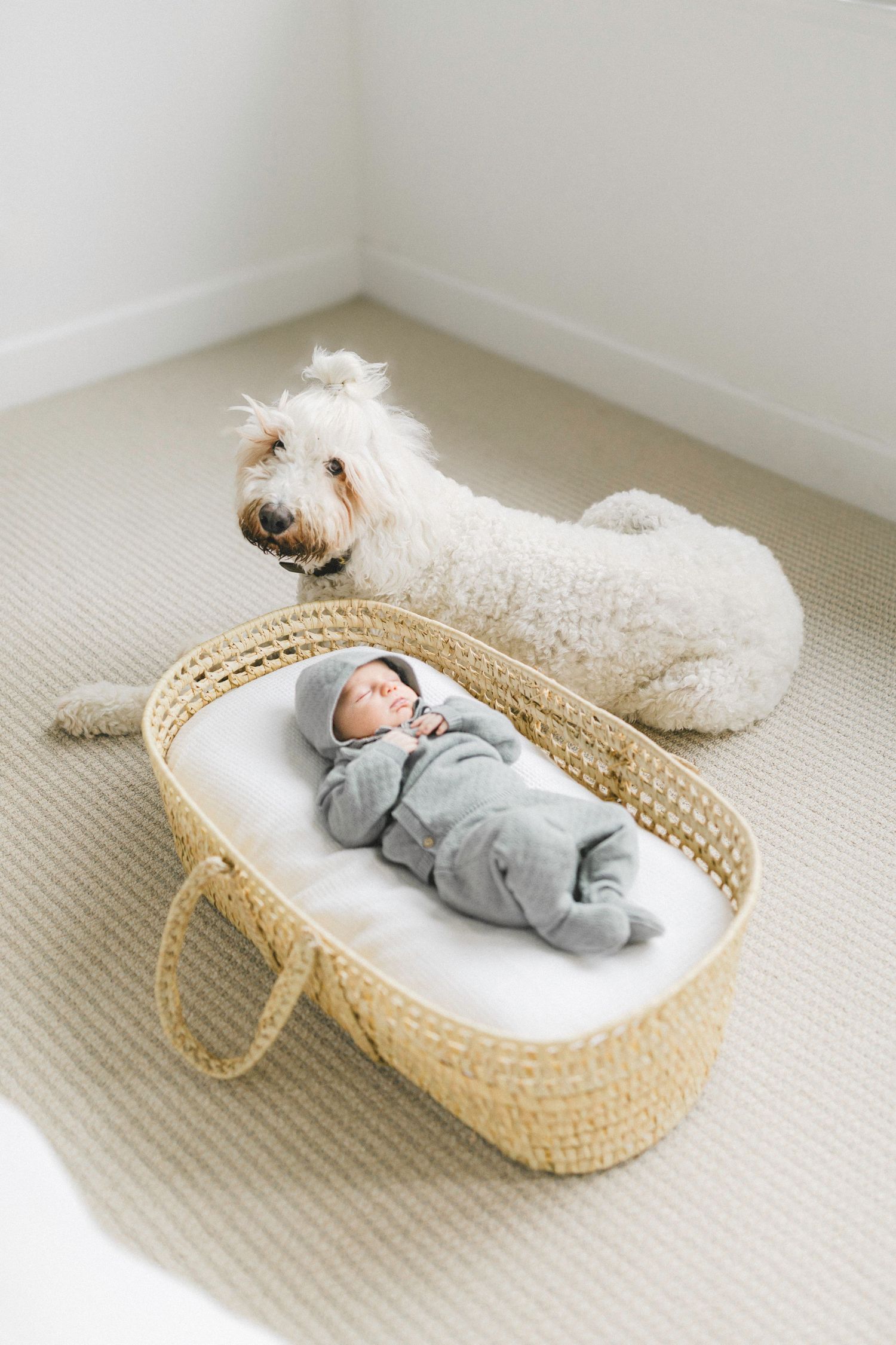 A white fluffy dog watches over a sleeping baby in a cozy bassinet.