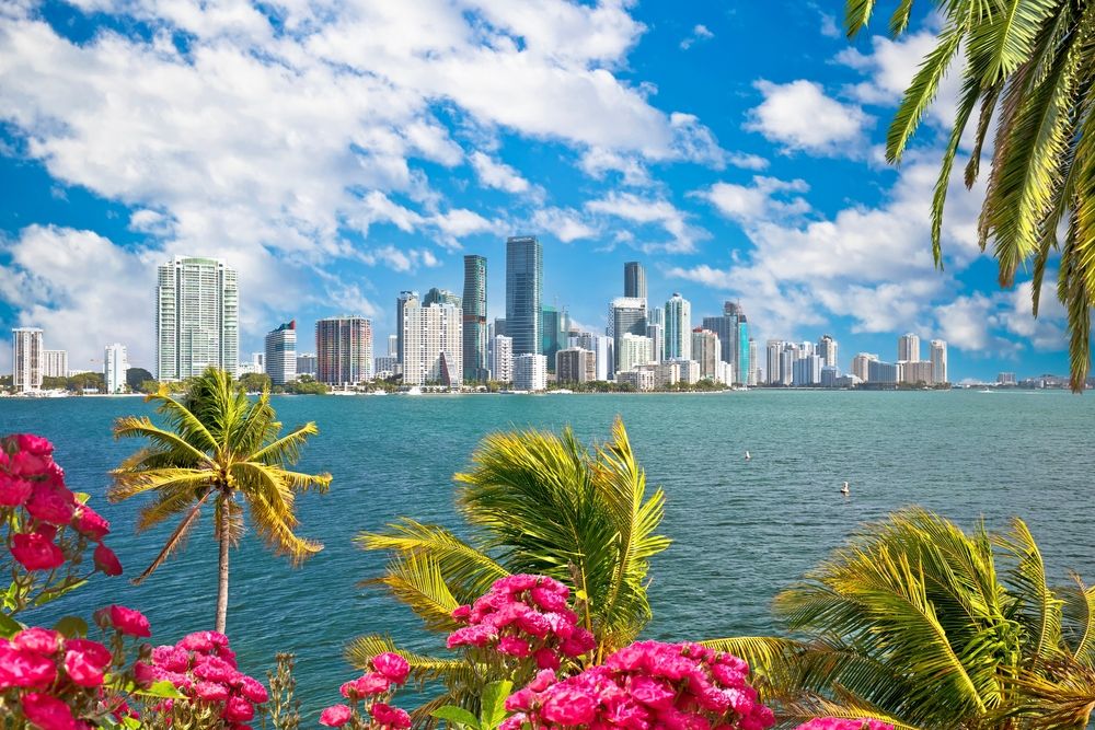 Miami downtown skyline panorama with palm trees and pink bougainvillea flowers framing Biscayne Bay waterfront view.