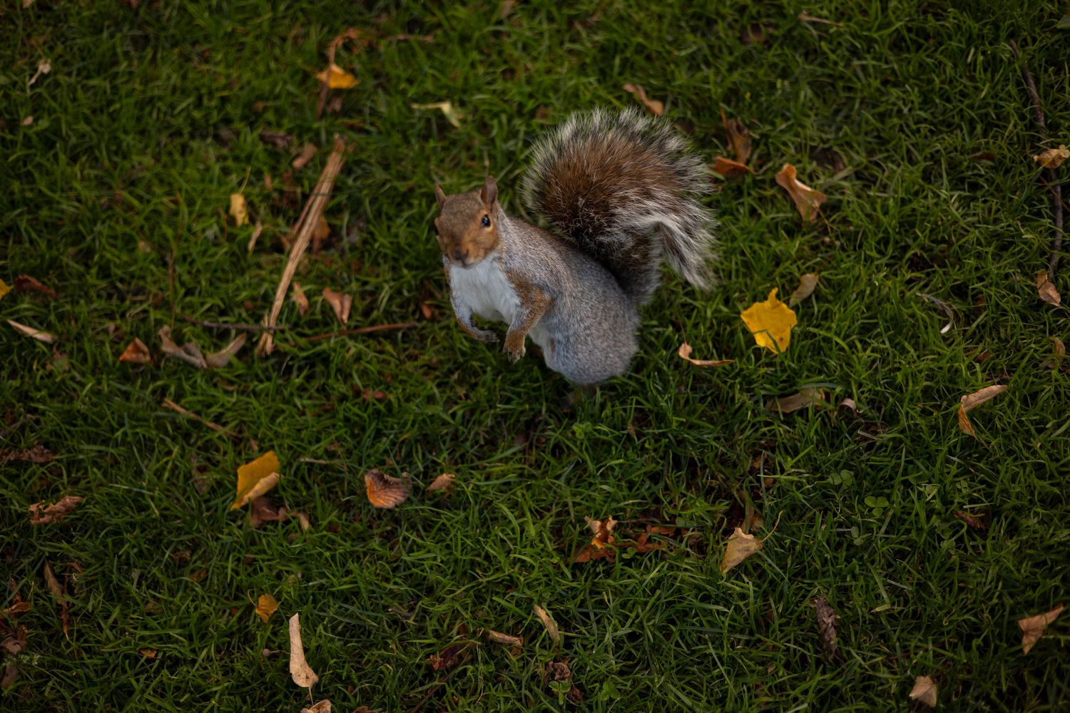 Fallen autumn leaves scattered across a lush green grass lawn on a sunny day.