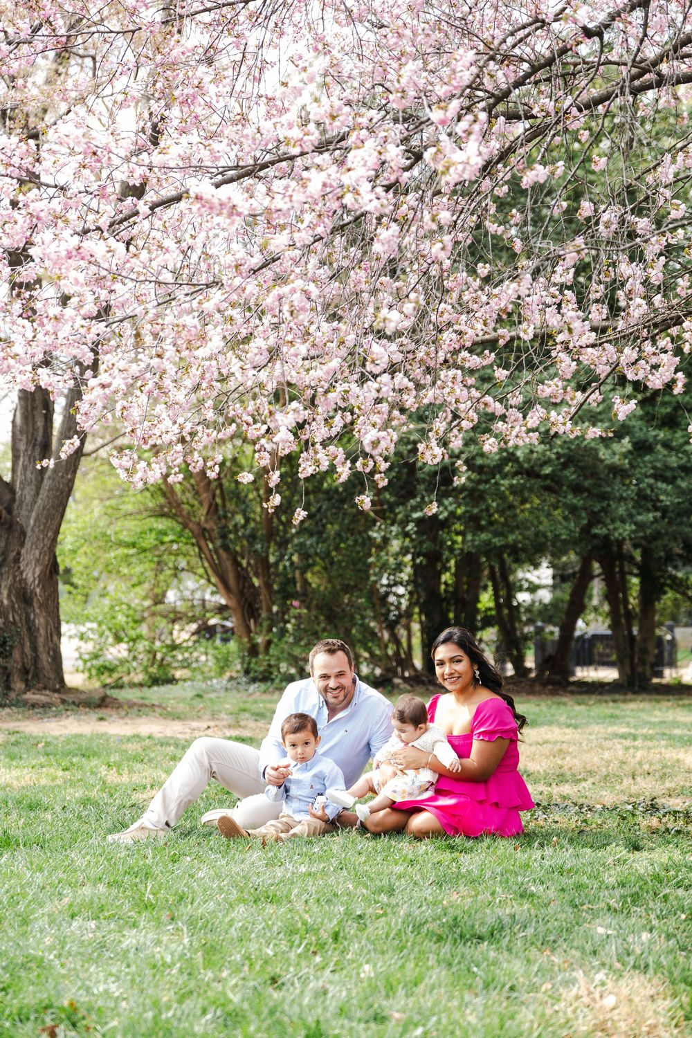 Family lying on grass under blooming cherry blossom trees during spring.