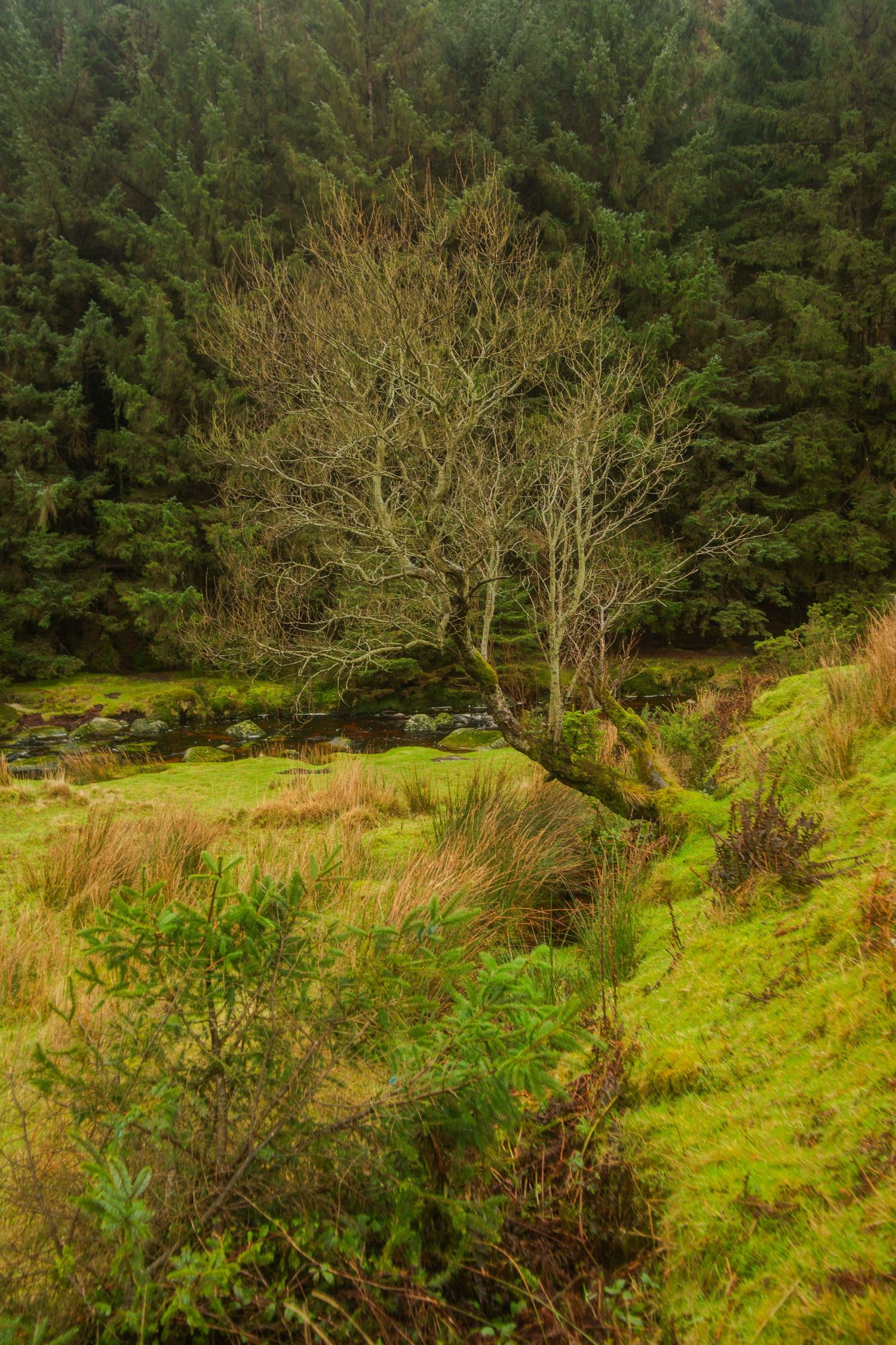Lush green forest landscape in scenic wicklow.