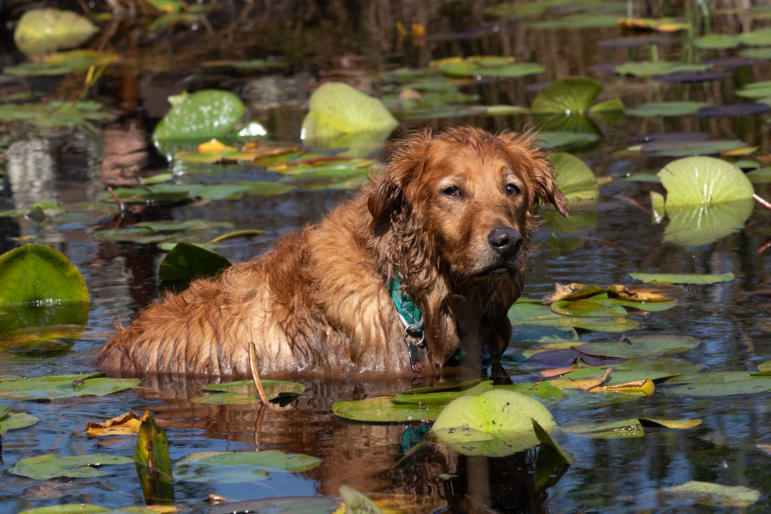 Duck hunters in waders stand with their hunting dog in a scenic wetland pond with lily pads and marsh grass.