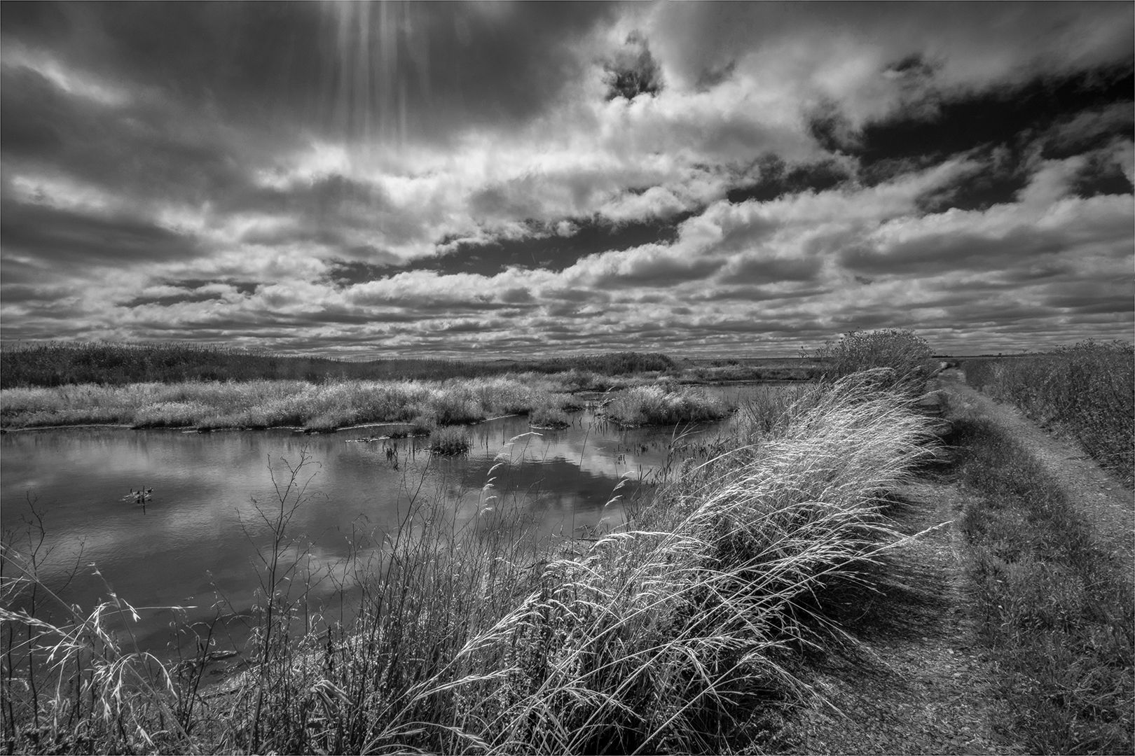 Black and white image. Marievale Nature reserve. Good Textures.