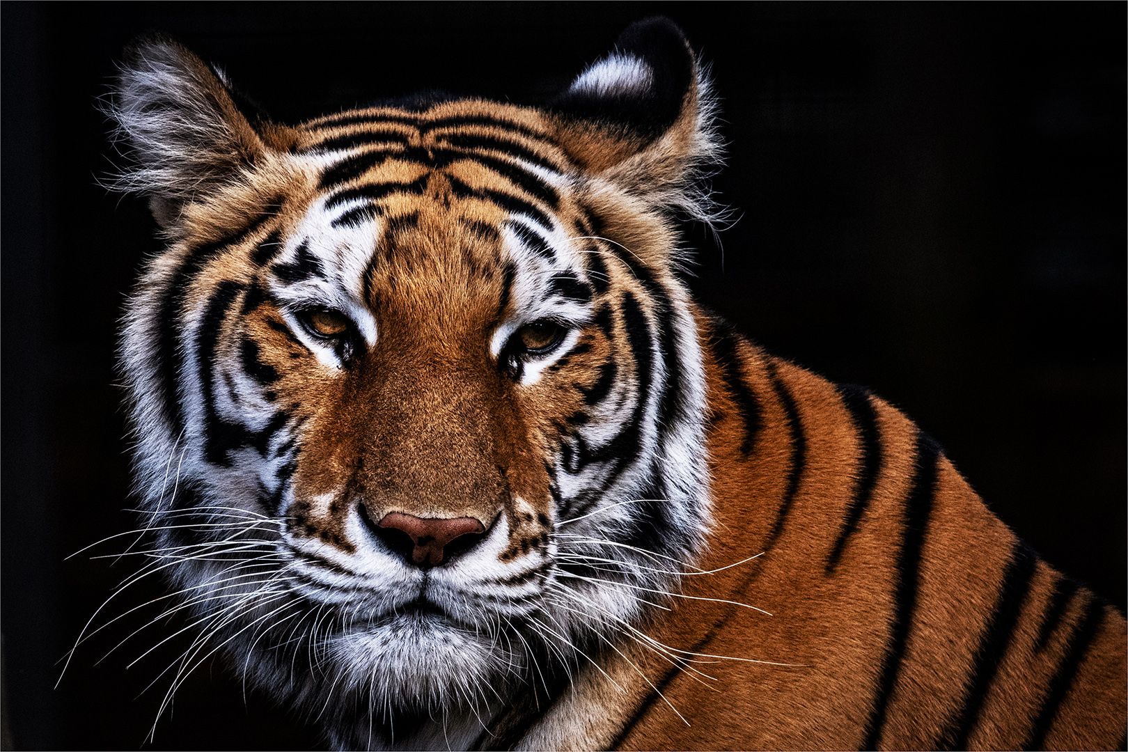 Tiger portrait taken by Paula Rutherford at Bird and MOnkey Park in Benoni.