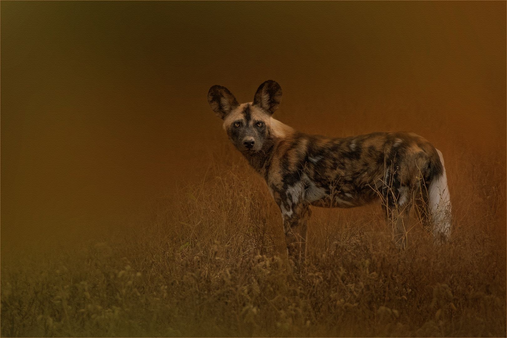 Wild Dog image. Taken at Olifants South.