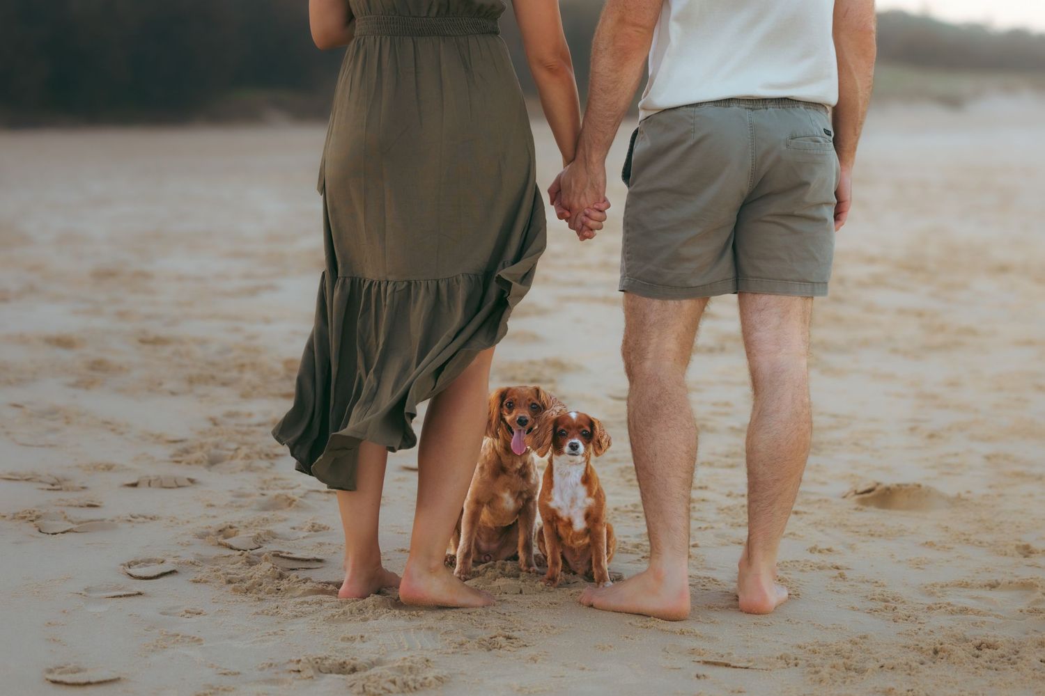 Couple holding hands on beach with two Boxer puppies sitting between them on sandy shore.