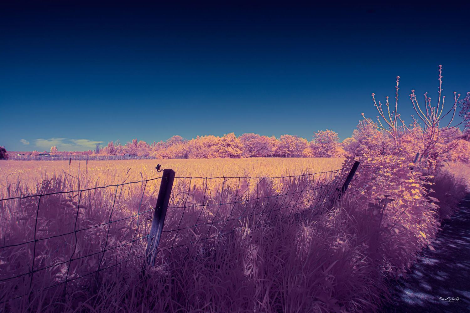 Infrared photography of a rural fence line with pink foliage and golden fields under a deep blue sky.