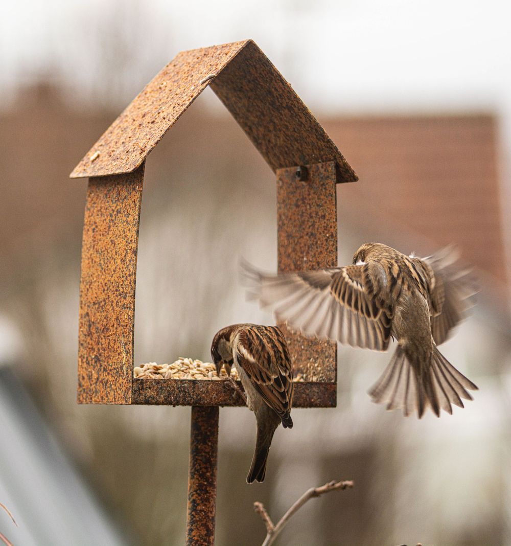 Two sparrows at a rustic metal bird feeder shaped like a house, one landing with wings spread wide.