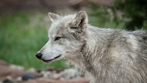 Close-up profile of a gray wolf with piercing eyes against a blurred green and rocky natural background.