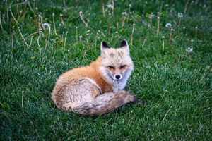 A red fox curled up resting on lush green grass surrounded by dandelions in a peaceful outdoor setting.