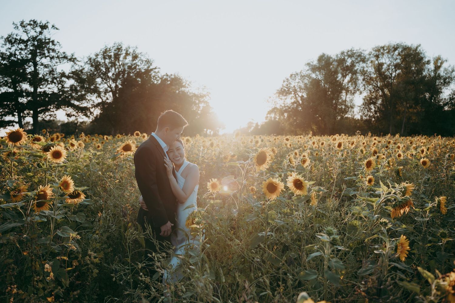Couple embracing in a golden sunflower field at sunset, surrounded by blooming sunflowers and trees in the background.
